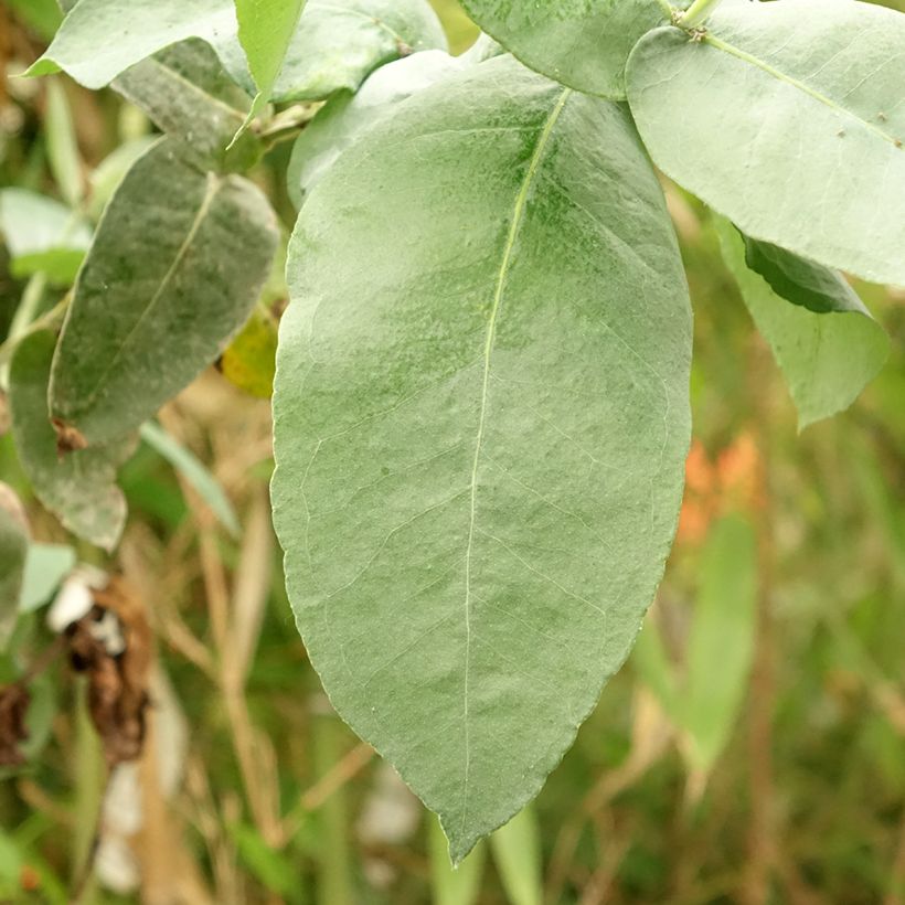 Eucalyptus globulus subsp. bicostata (Laub)