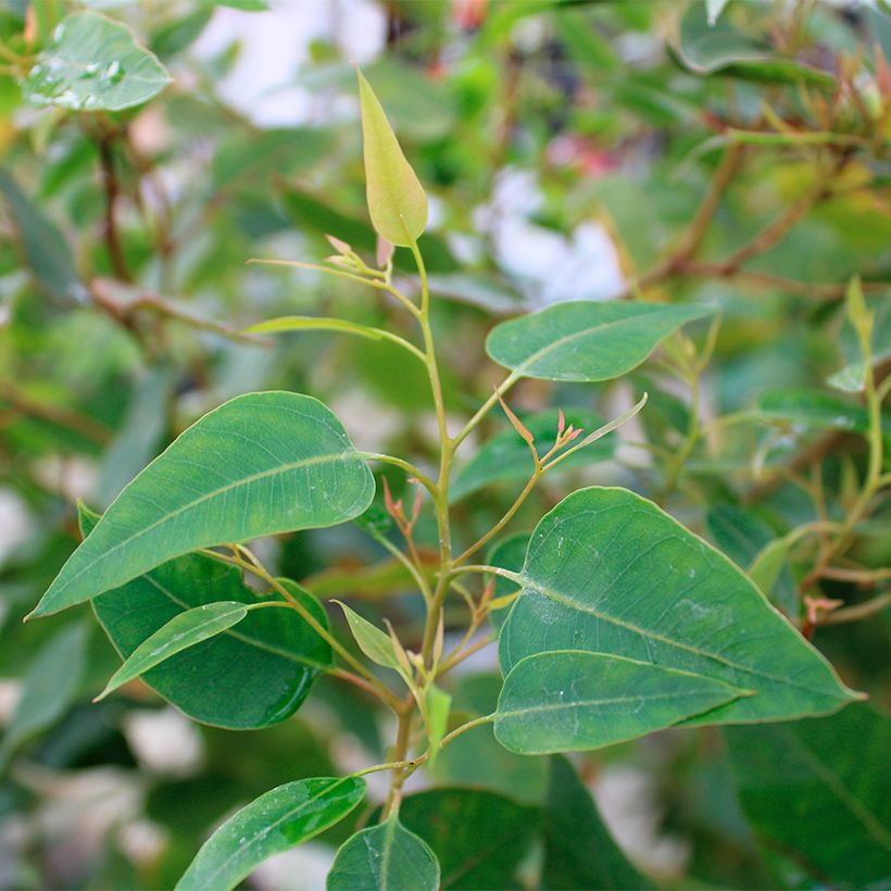 Eucalyptus (x) gomphocephala Kaduri-KKL - Eukalyptus (Laub)