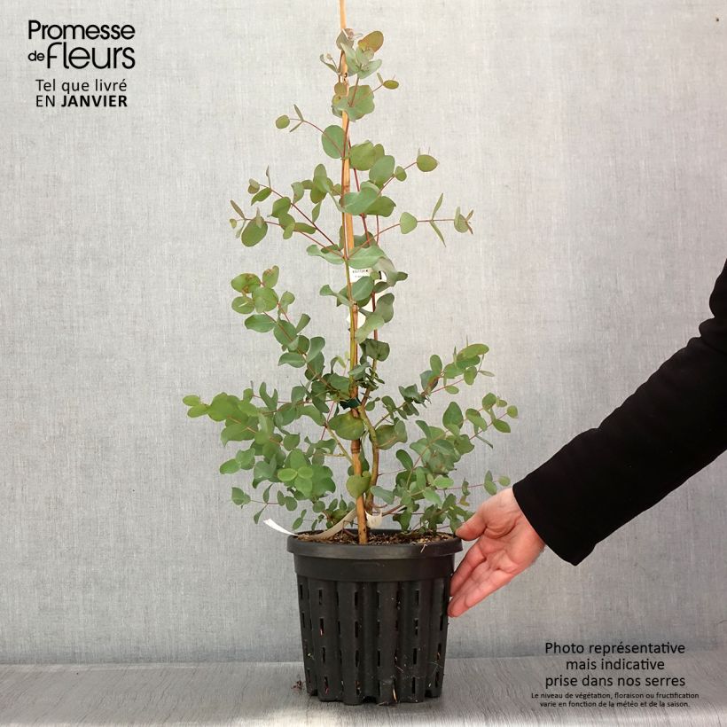 Exemplar von Eucalyptus goniocalyx dwarf form - Eucalyptus goniocalyx forme naine - Pot de 4L/5L wie im Winter geliefert