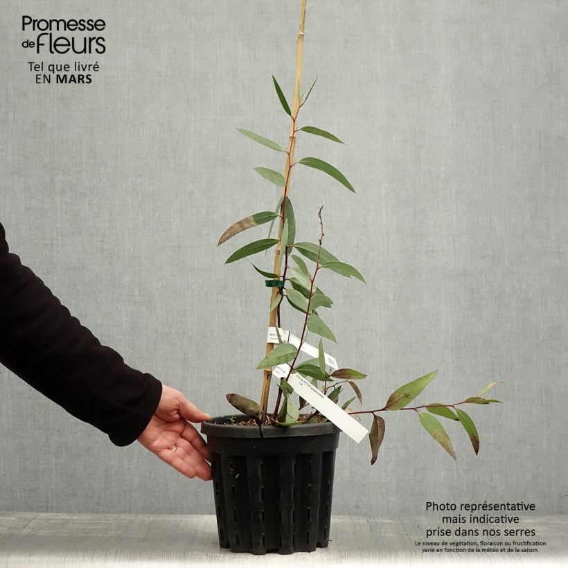 Exemplar von Eucalyptus gregsoniana ou pauciflora var. nana - Gommier des neiges Pot de 3L/4L wie im Frühjahr geliefert