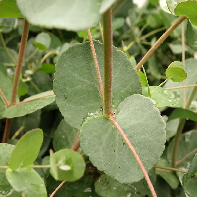 Eucalyptus gunnii Blaue Liebe - Mostgummi-Eukalyptus (Laub)