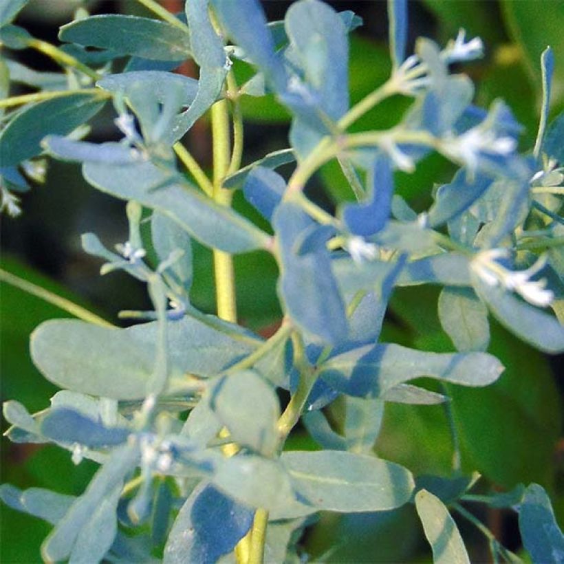 Eucalyptus gunnii France Bleu Rengun - Mostgummi-Eukalyptus (Laub)