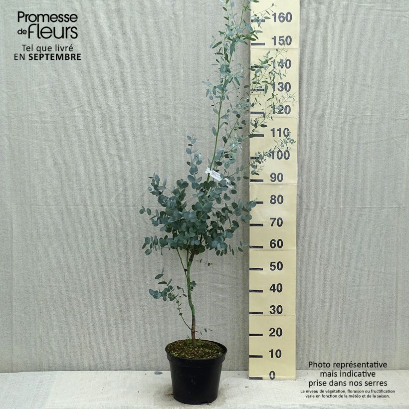 Exemplar von Eucalyptus gunnii Silverana en pot de 4L/5L wie im Herbst geliefert