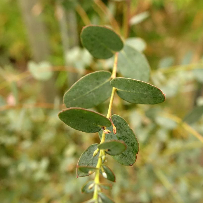 Eucalyptus gunnii Silverana - Mostgummi-Eukalyptus (Laub)