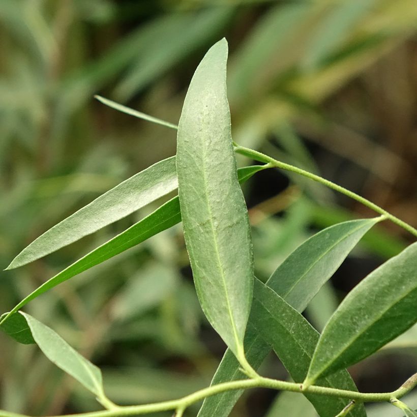 Eucalyptus kybeanensis (Laub)