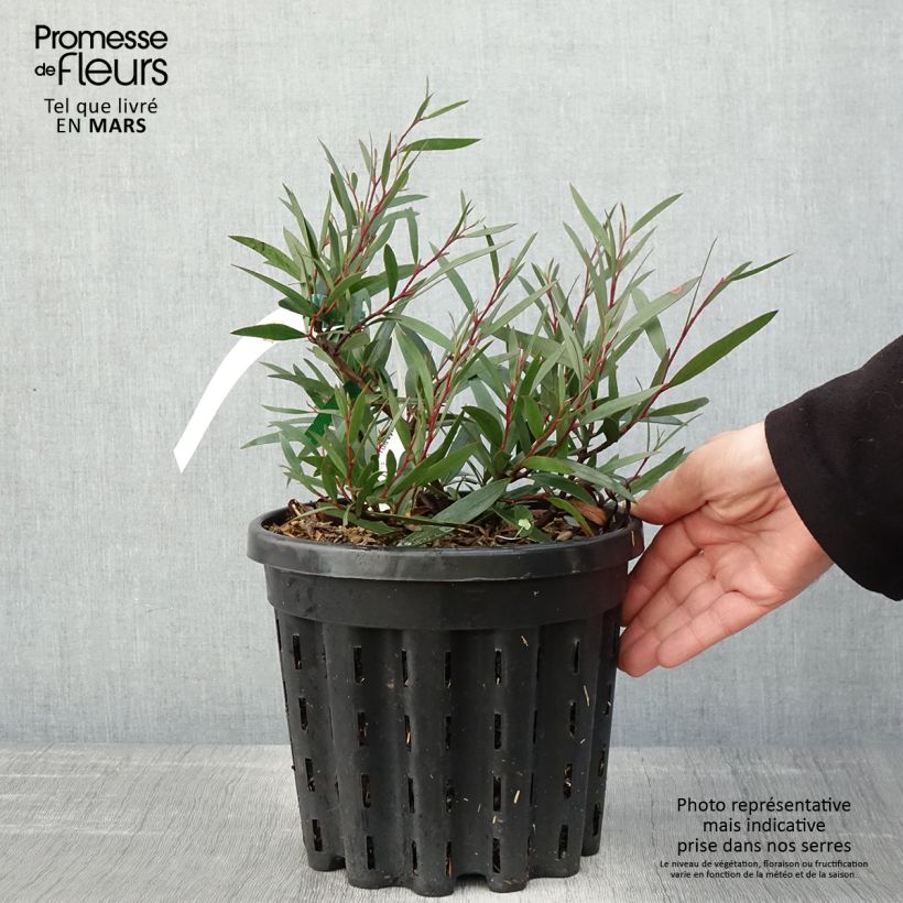 Exemplar von Eucalyptus kybeanensis - Mallée de Kybean Pot de 4L/5L, Pot anti-chignonHauteur livrée env. 40/60cm wie im Frühjahr geliefert