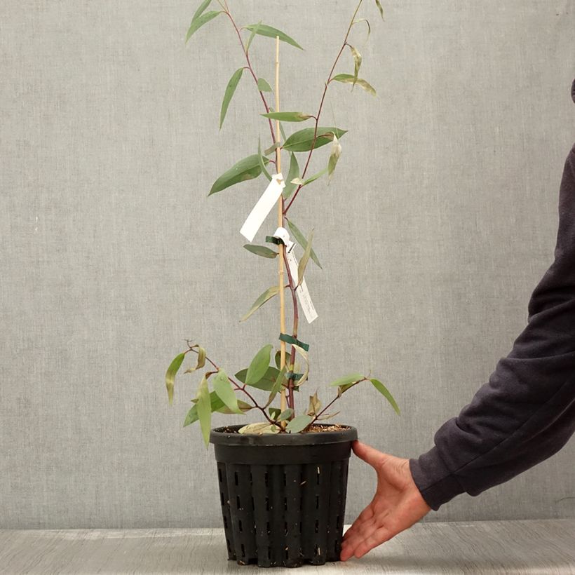 Exemplar von Eucalyptus lacrimans - Gommier des neiges pleureur - Pot de 4L/5L wie im Herbst geliefert