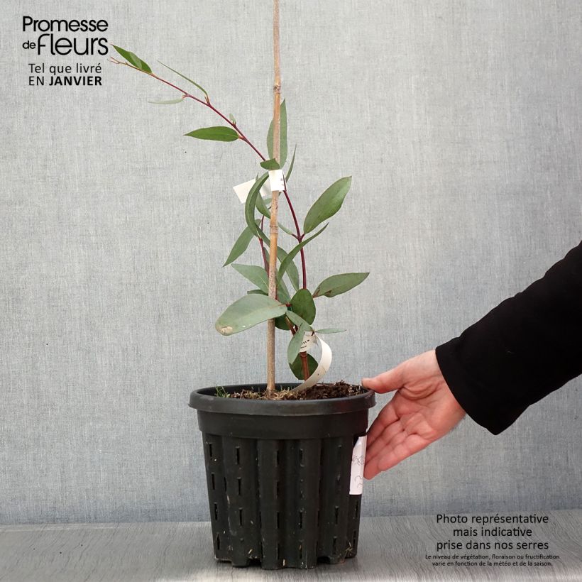 Exemplar von Eucalyptus lacrimans wie im Winter geliefert