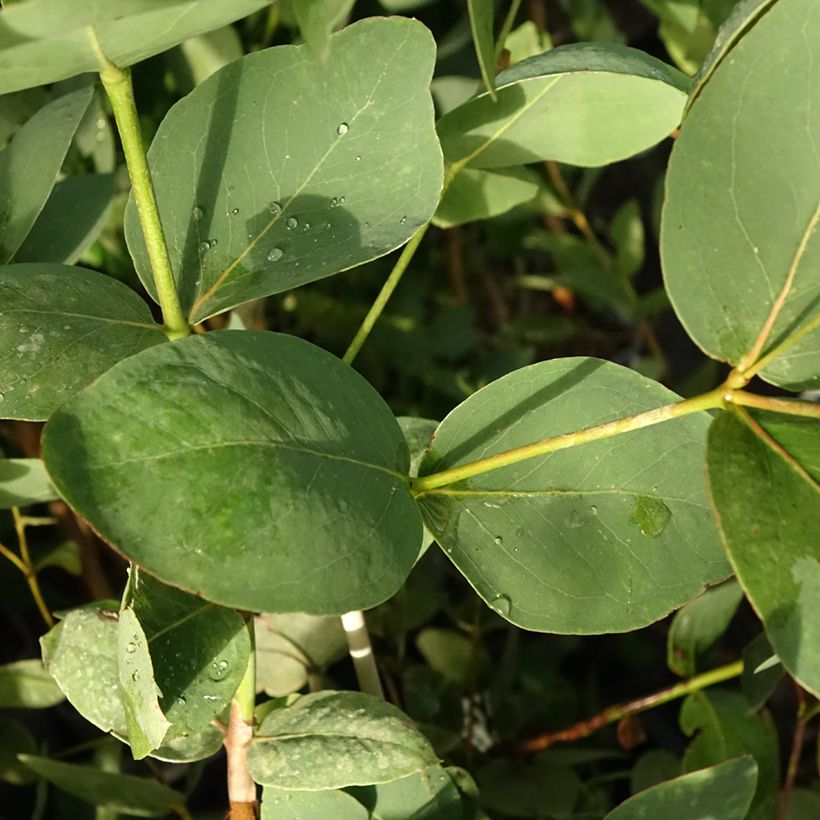 Eucalyptus leucoxylon Rosea (Laub)