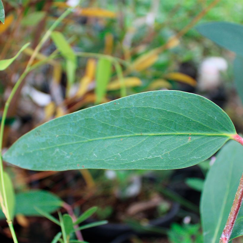 Eucalyptus mitchelliana (Laub)