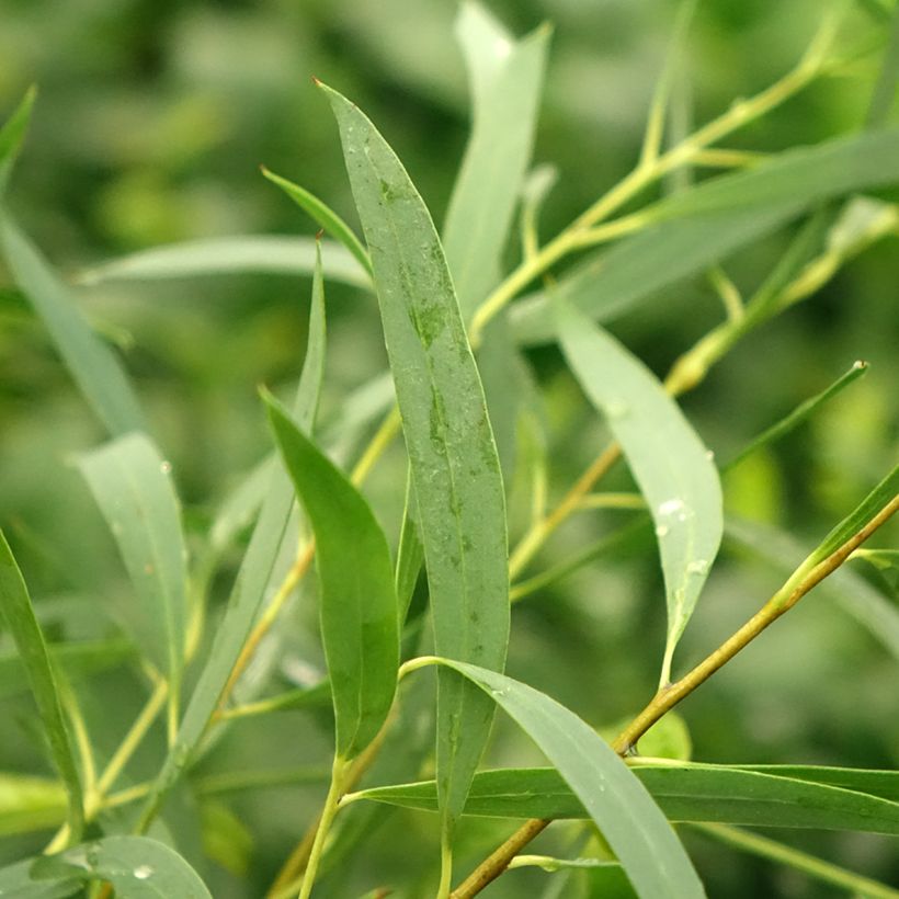 Eucalyptus moorei subsp. moorei (Laub)