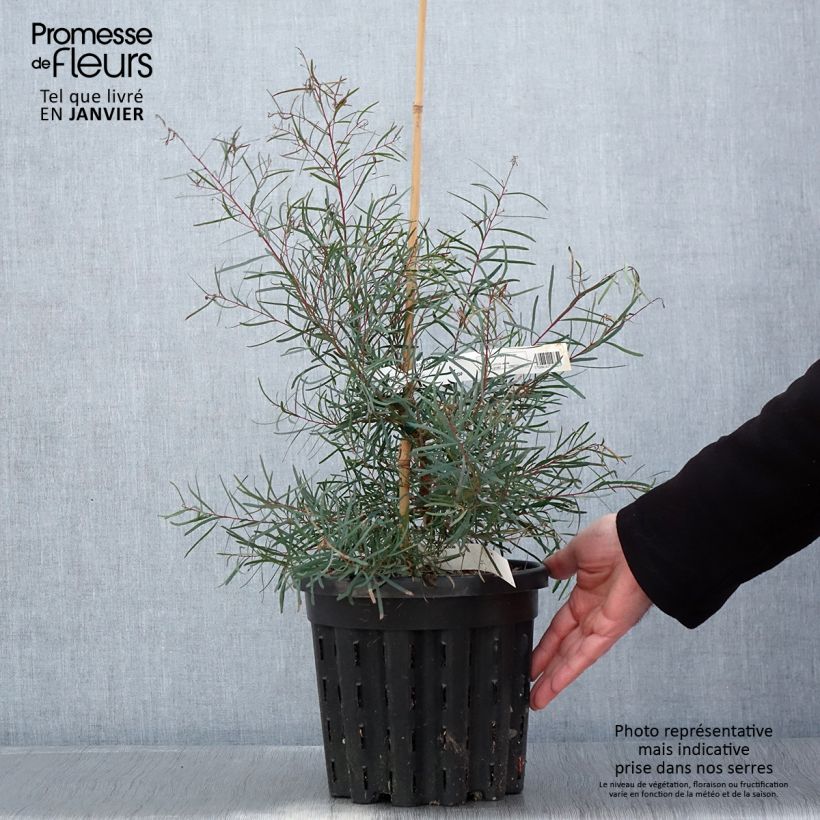 Exemplar von Eucalyptus nicholii - Gommier menthe de Nicol - Pot de 4L/5L wie im Winter geliefert