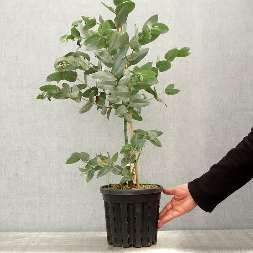 Exemplar von Eucalyptus nitens - Gommier brillant, Shining Gum - Pot de 4L/5L wie im Frühjahr geliefert