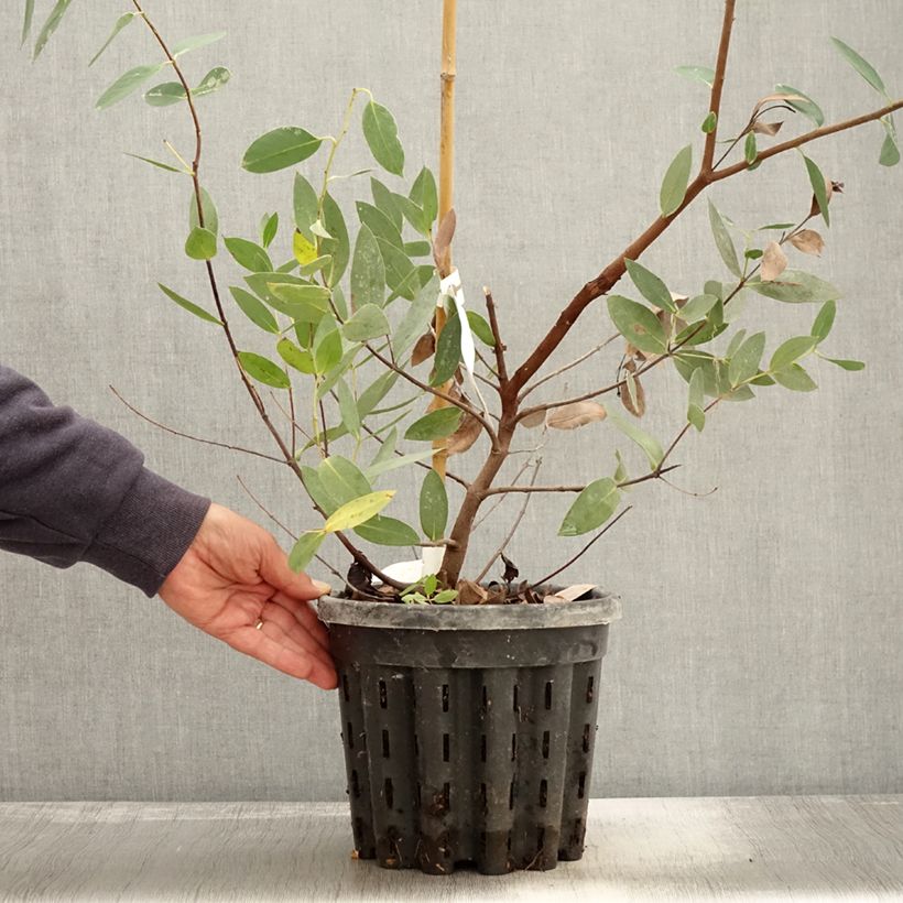 Exemplar von Eucalyptus nitida - Gommier menthe de Smithton - Pot de 4L/5L wie im Herbst geliefert