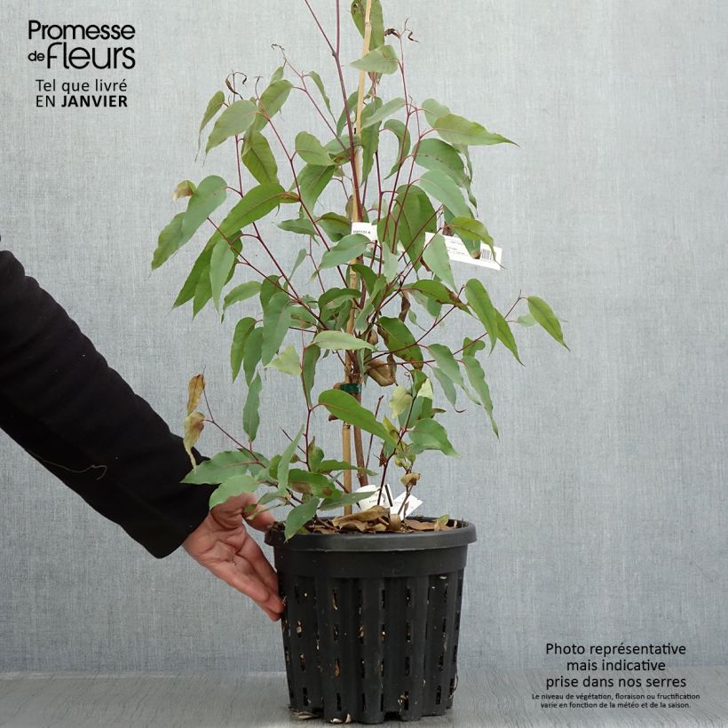 Exemplar von Eucalyptus obliqua - Eucalyptus géant, Stringybark - Pot de 4L/5L wie im Winter geliefert