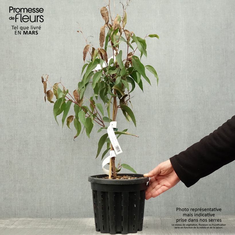 Exemplar von Eucalyptus obliqua - Eucalyptus géant, Stringybark - Pot de 4L/5L wie im Frühjahr geliefert