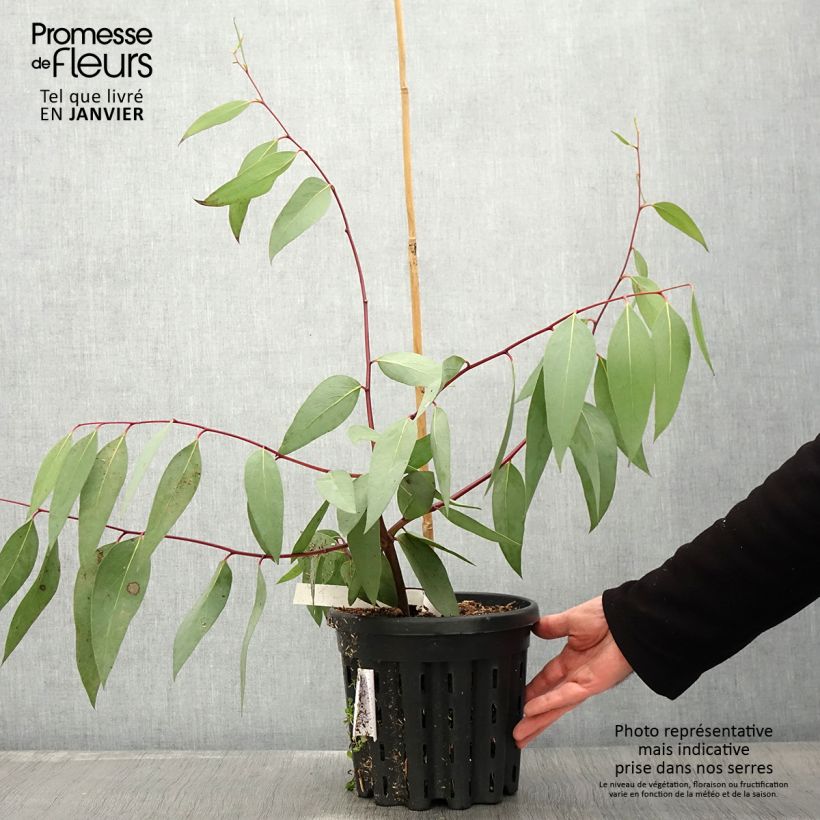 Exemplar von Eucalyptus pauciflora subsp niphophila Mt Bogong - Gommier des neiges - Pot de 4L/5L wie im Winter geliefert