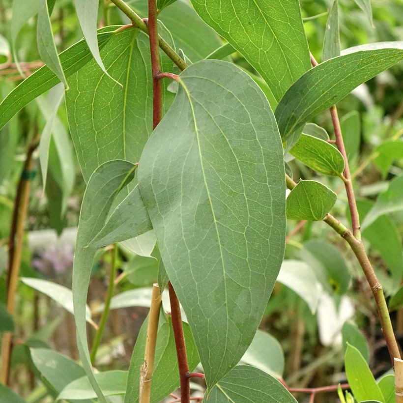 Eucalyptus pauciflora subsp. pauciflora Adaminaby - Schnee-Eucalyptus (Laub)