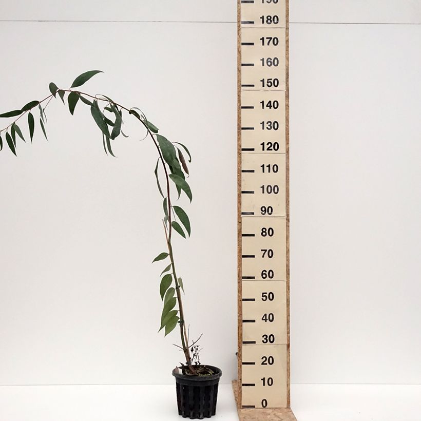 Exemplar von Eucalyptus pauciflora subsp. pauciflora Adaminaby - Schnee-Eucalyptus Topf mit 4L/5LGelieferte Höhe ca. 40/60cm wie im Winter geliefert