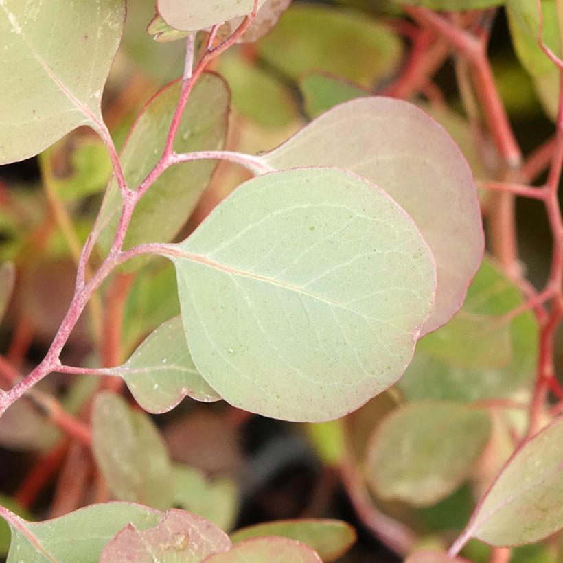 Eucalyptus polyanthemos (Laub)