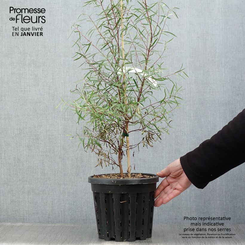 Exemplar von Eucalyptus pulchella wie im Winter geliefert