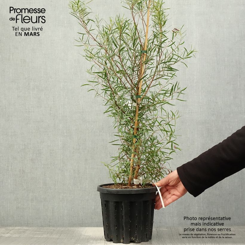 Exemplar von Eucalyptus pulchella - Gommier menthe poivrée blanche Pot de 4L/5L, Pot anti-chignonHauteur livrée env. 40/60cm wie im Frühjahr geliefert