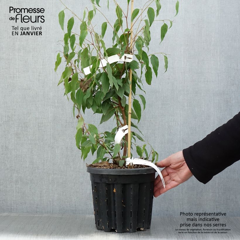 Exemplar von Eucalyptus regnans - Eucalyptus géant, Gommier royal - Pot de 4L/5L wie im Winter geliefert