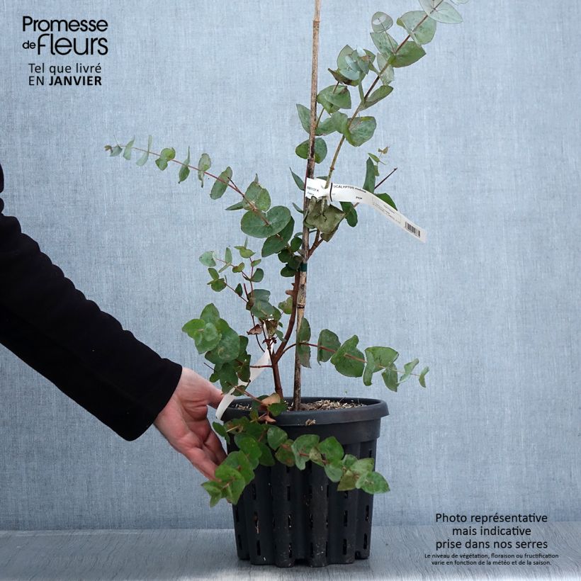 Exemplar von Eucalyptus risdonii - Gommier de Risdon - Pot de 4L/5L wie im Winter geliefert