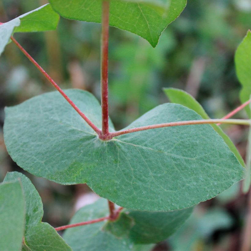 Eucalyptus risdonii (Laub)