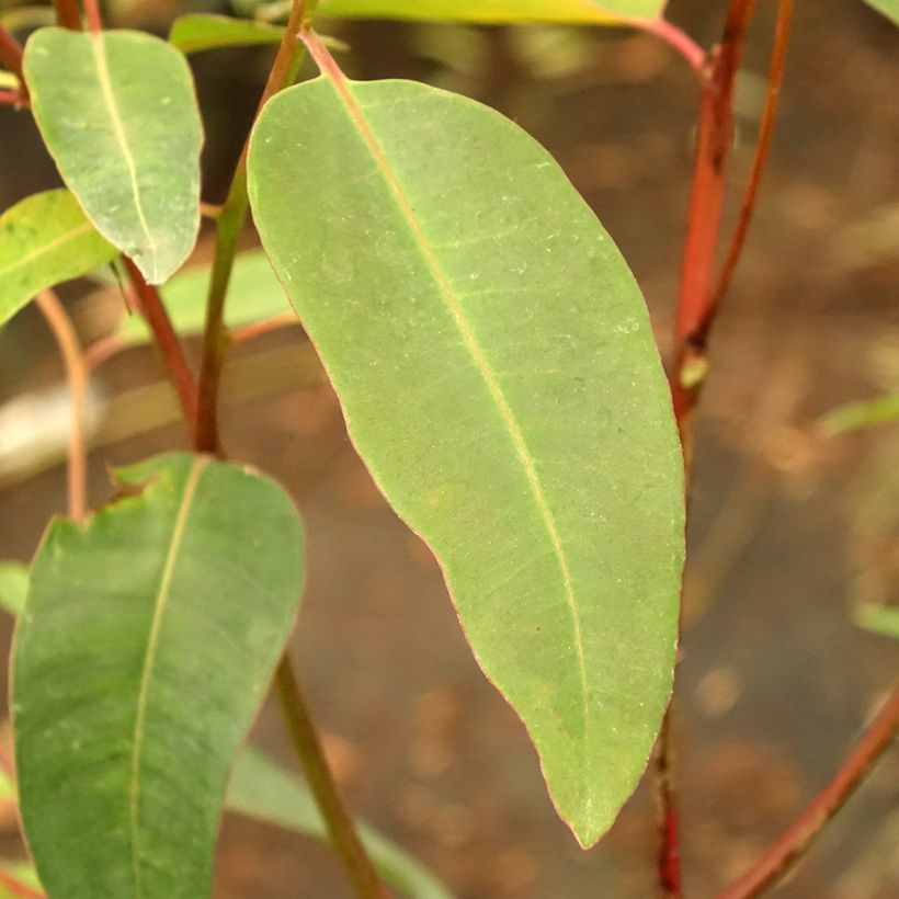 Eucalyptus robusta (Laub)