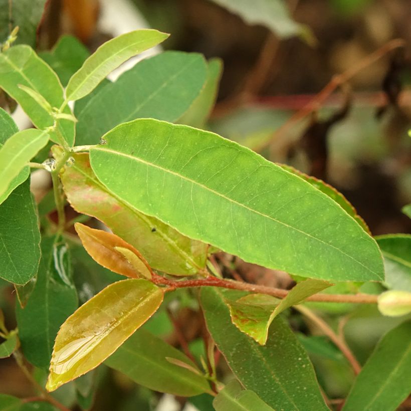 Eucalyptus saligna (Laub)