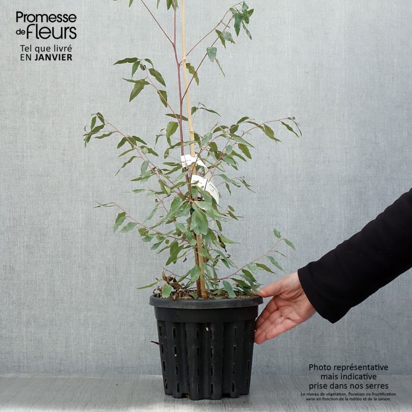 Exemplar von Eucalyptus saligna -  Gommier bleu de Sydney - Pot de 4L/5L wie im Winter geliefert