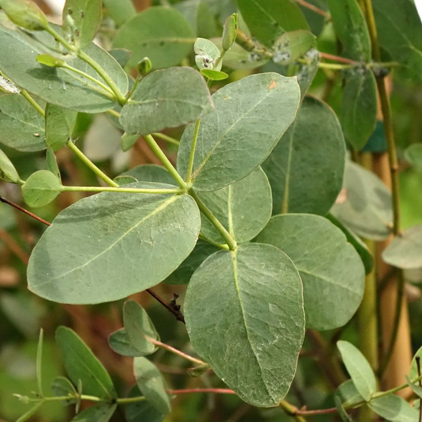 Eucalyptus saxatilis (Laub)