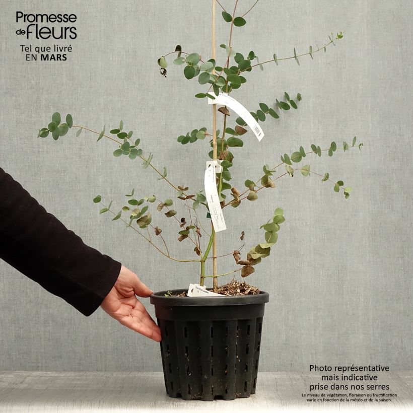 Exemplar von Eucalyptus saxatilis - Mallée des rochers - Pot de 4L/5L wie im Frühjahr geliefert