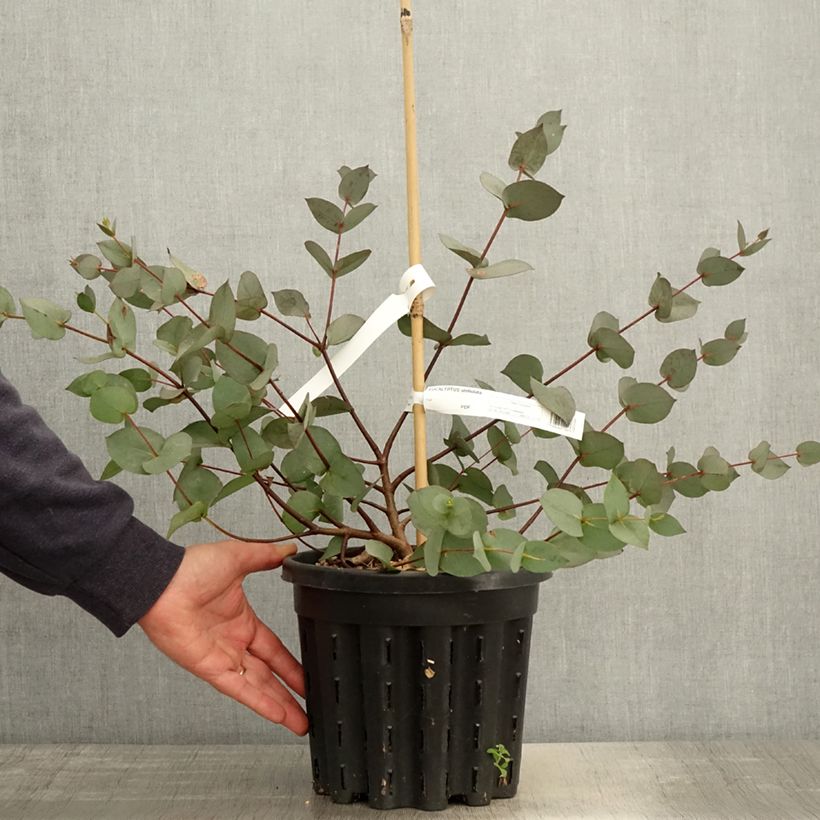 Exemplar von Eucalyptus stellulata Pot de 3L/4L wie im Frühjahr geliefert