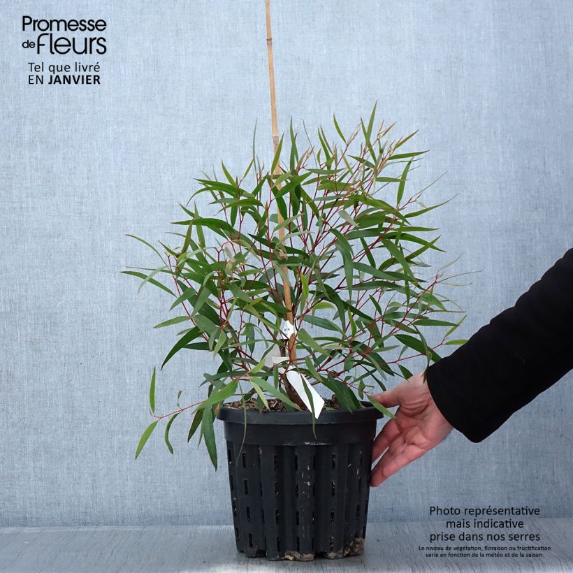 Exemplar von Eucalyptus stricta - Eucalyptus mallee des Blue Mountains - Pot de 4L/5L wie im Winter geliefert