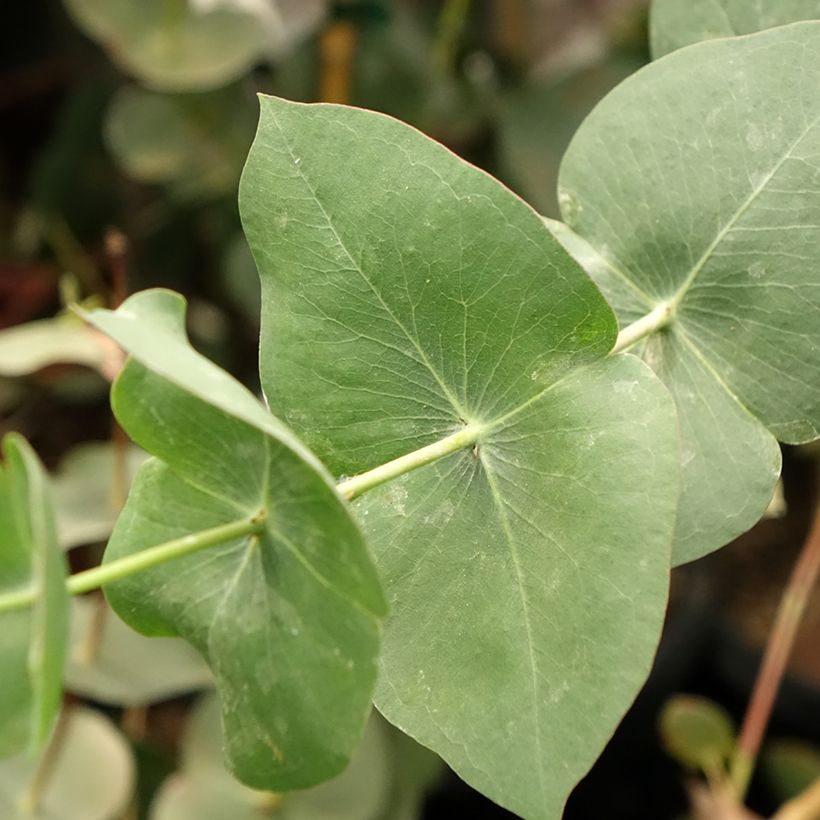 Eucalyptus sturgissiana (Laub)