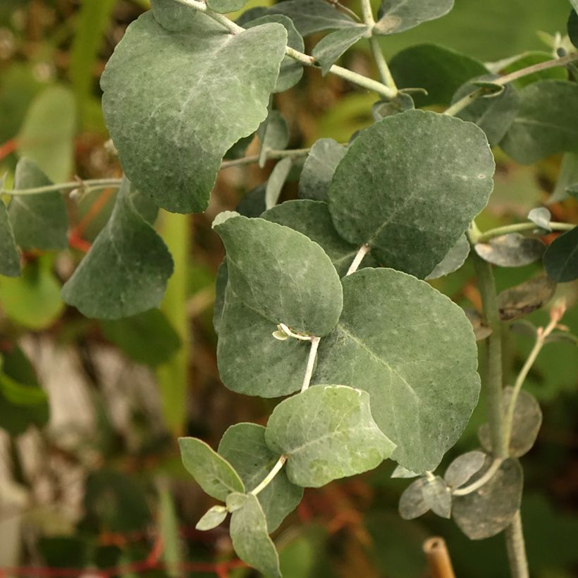 Eucalyptus urnigera f.glaucus (Laub)