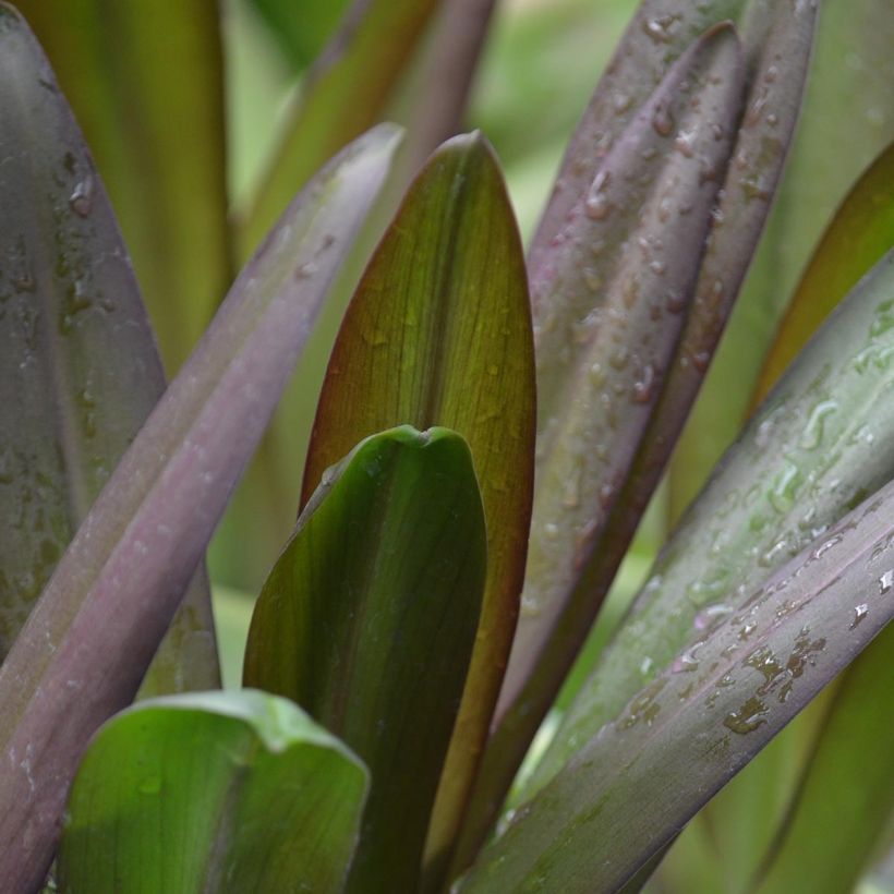 Eucomis Burgundy Wine - Schopflilie (Laub)