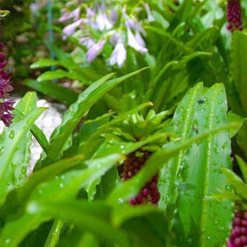 Eucomis comosa Leia - Schopflilie (Laub)