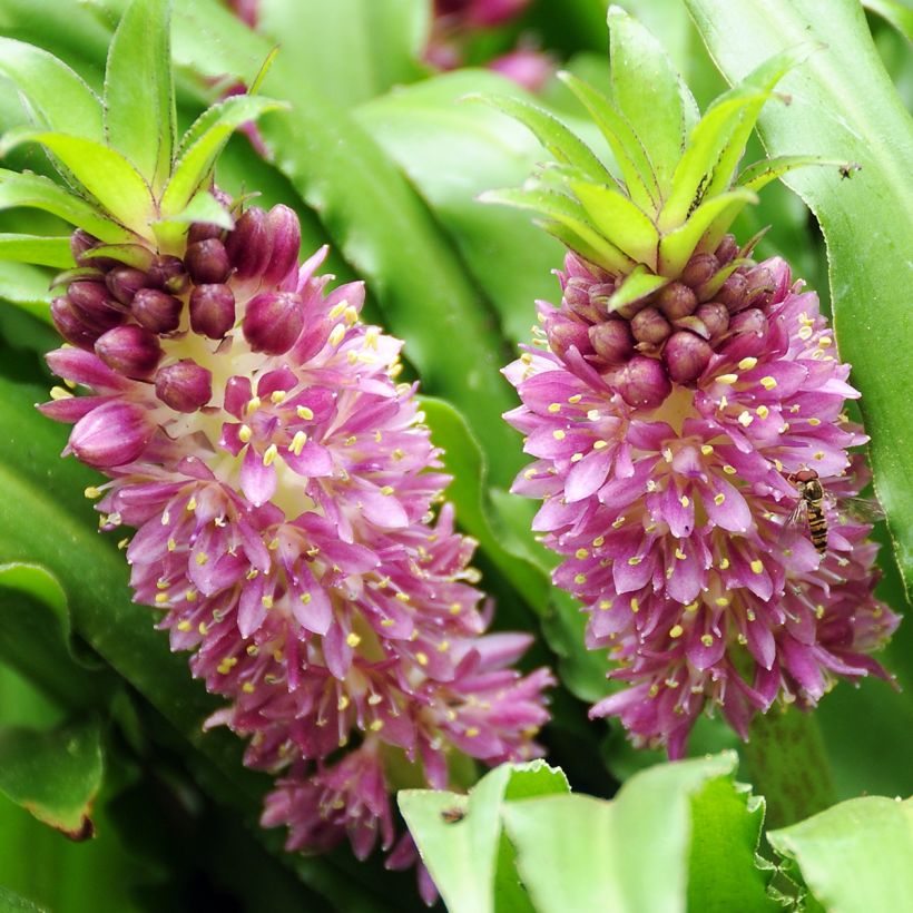 Eucomis comosa Sparkling Burgundy - Schopflilie (Blüte)