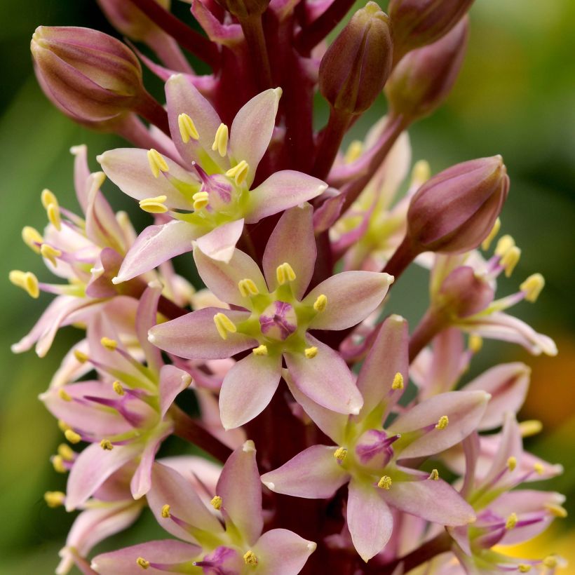 Eucomis comosa Sparkling Rosy - Schopflilie (Blüte)