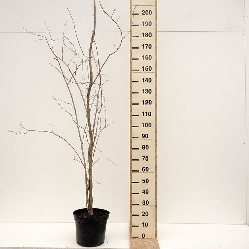 Exemplar von Eucommia ulmoides - Chinesischer Guttaperchabaum Topf mit 12L/15LGelieferte Höhe ca. 270/+cm wie im Winter geliefert