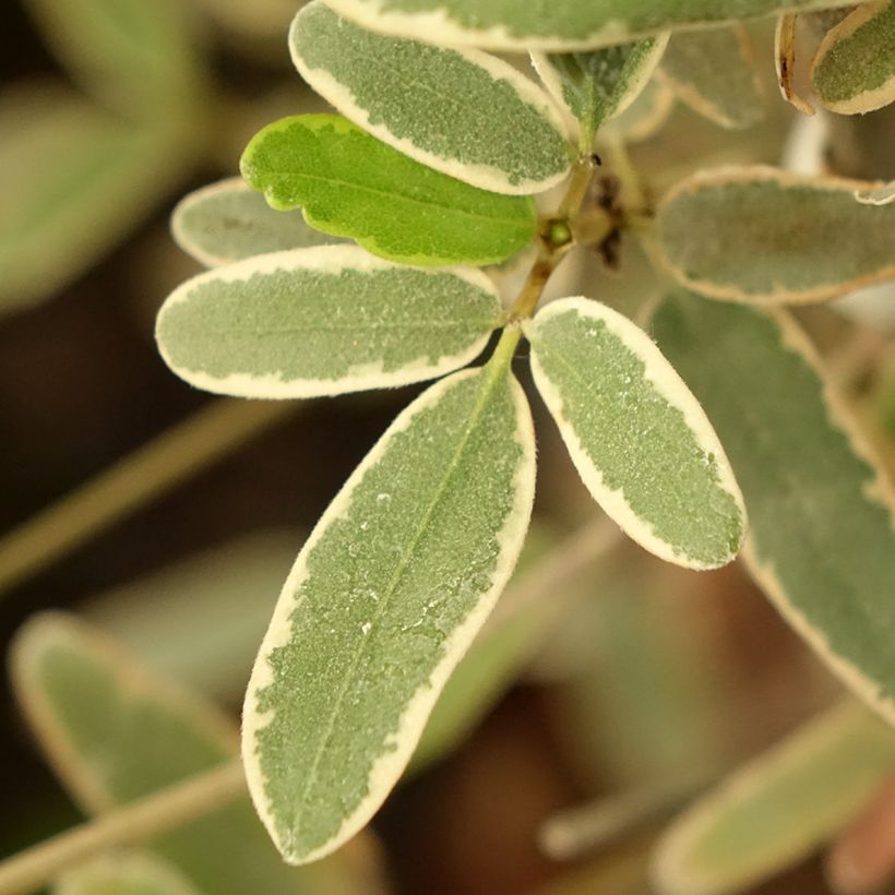 Eucryphia lucida Gilt Edge - Eucryphie (Laub)