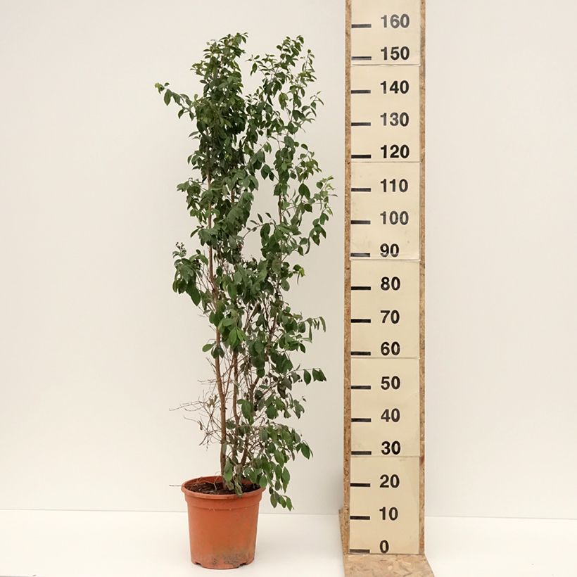 Exemplar von Eugenia myrtifolia New Port - Eugenie Topf mit 7,5L/10LGelieferte Höhe ca. 80/100cm wie im Winter geliefert