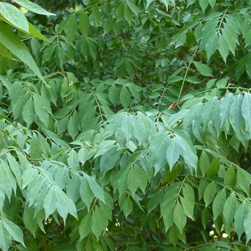 Euonymus alatus - Pfaffenhütchen (Laub)