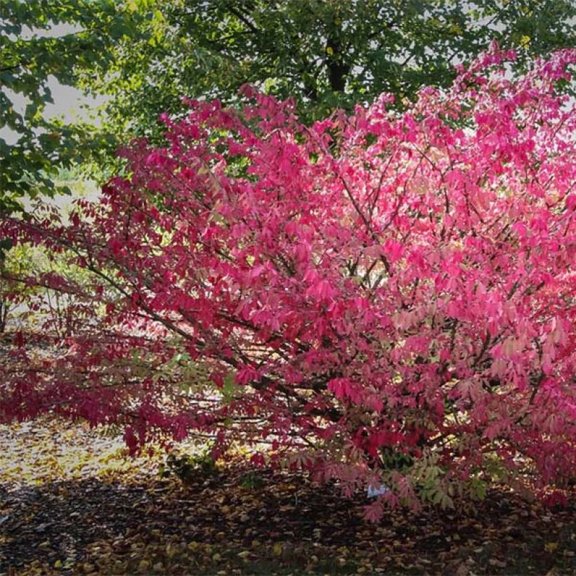 Euonymus alatus - Pfaffenhütchen (Hafen)