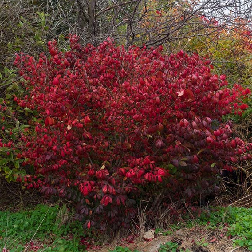 Euonymus alatus Compactus - Pfaffenhütchen (Hafen)