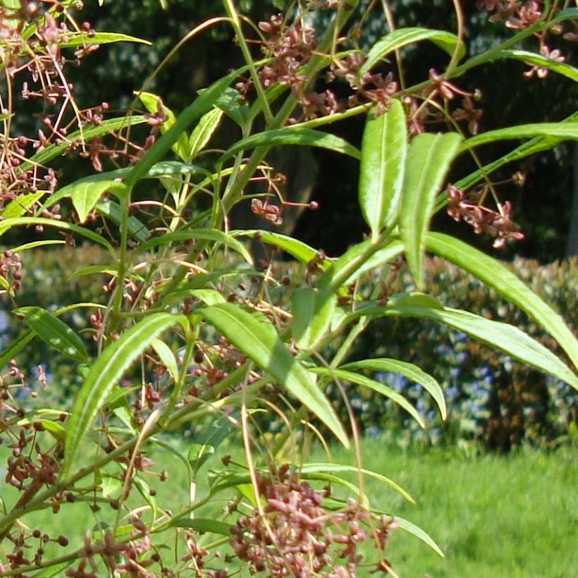 Euonymus clivicolus var. rongchuensis - Pfaffenhütchen (Laub)