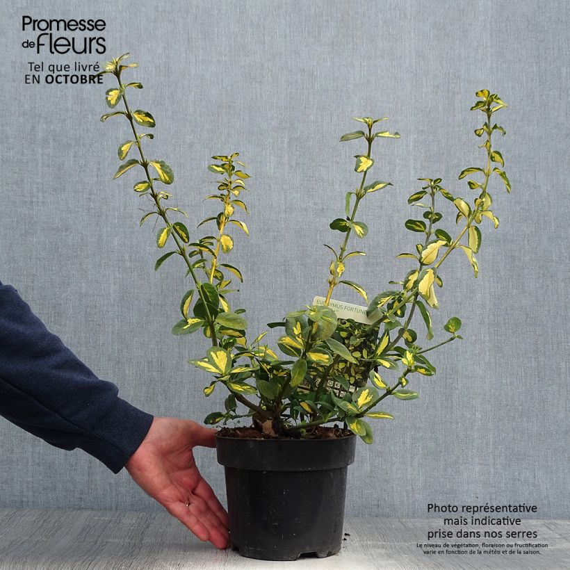 Exemplar von Euonymus fortunei Blondy - Fusain persistant panaché Pot de 2L/3L wie im Herbst geliefert